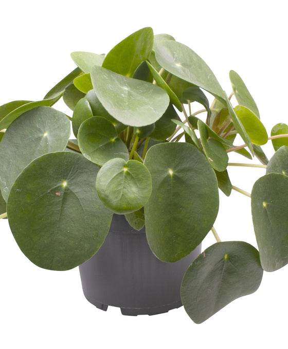 Pilea peperomioides Image 6