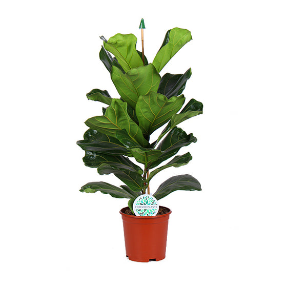 Ficus lyrata 'Fiddle Leaf Fig' Image 4