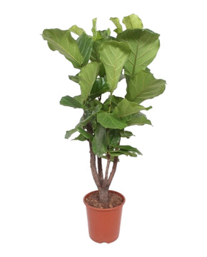 Ficus lyrata 'Fiddle Leaf Fig'