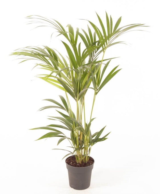 Howea forsteriana - Kentia Palm Image 7