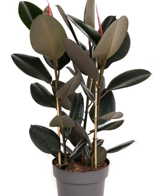 Ficus elastica Image 3