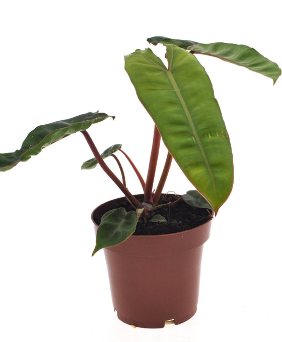 Philodendron billietiae Image 3