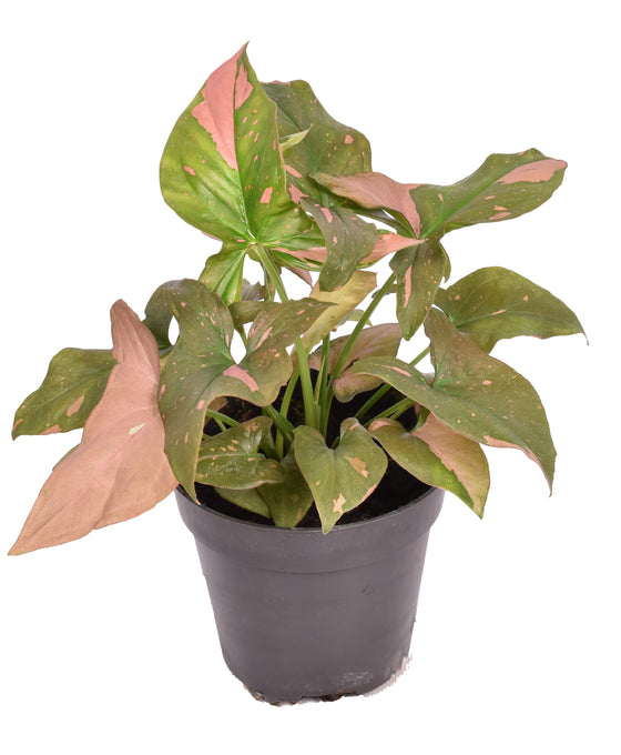 Syngonium podophyllum 'Pink Spot' Image 1