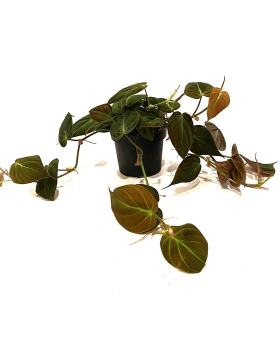 Philodendron hederaceum var. hederaceum (Micans) Image 4