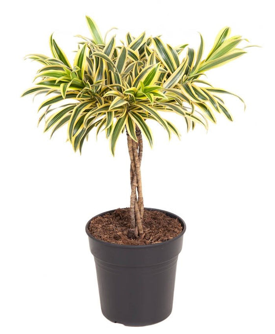 Dracaena 'Song Of India' Image 1