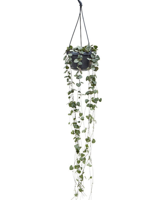 Ceropegia linearis sp. Woodii - String of Hearts Image 1
