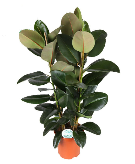 Ficus elastica Image 10