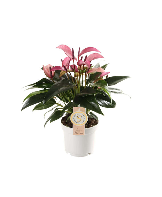 Anthurium andraeanum 'Lilli' Image 5