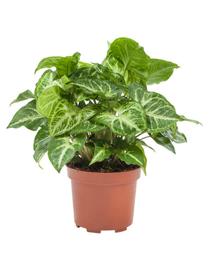 Syngonium podophyllum 'White butterfly'