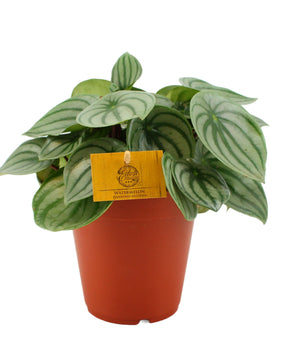 Peperomia argyreia