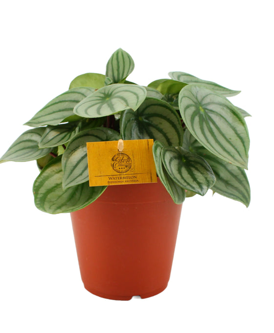 Peperomia argyreia Image 1