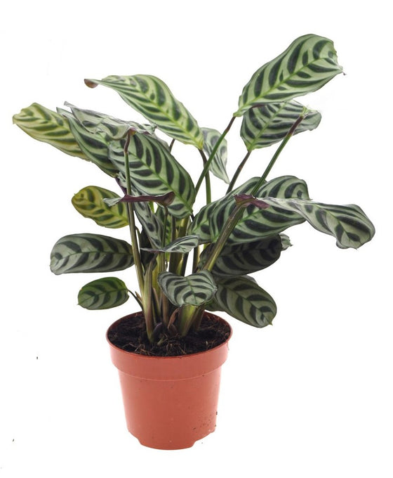 Ctenanthe burle-marxi Image 2