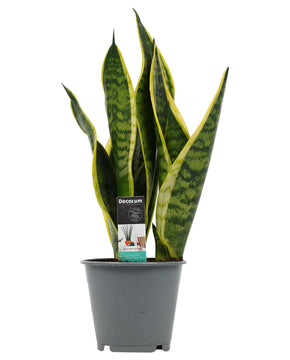 Sansevieria trifasciata 'Futura Superba'