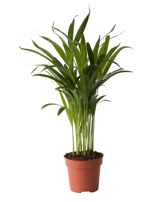 Chrysalidocarpus lutescens (syn. Dypsis lutescens) Areca Palm Image 4