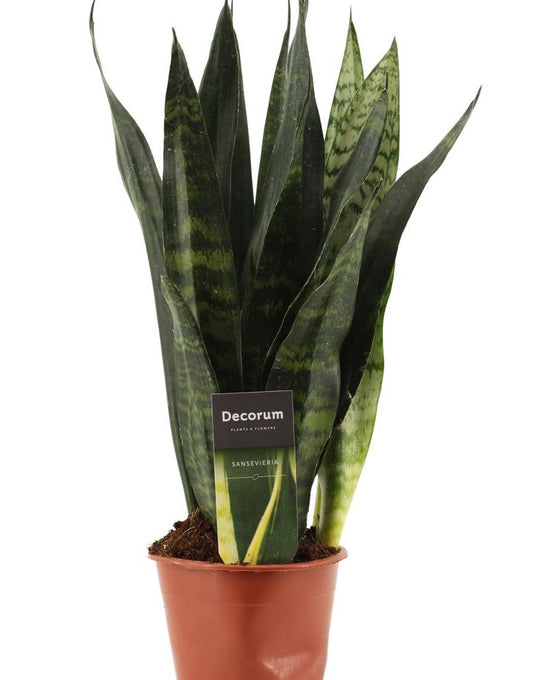 Sansevieria trifasciata 'Black Coral' Image 2