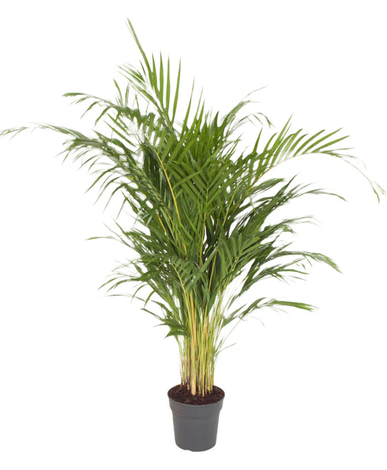Chrysalidocarpus lutescens (syn. Dypsis lutescens) Areca Palm Image 3