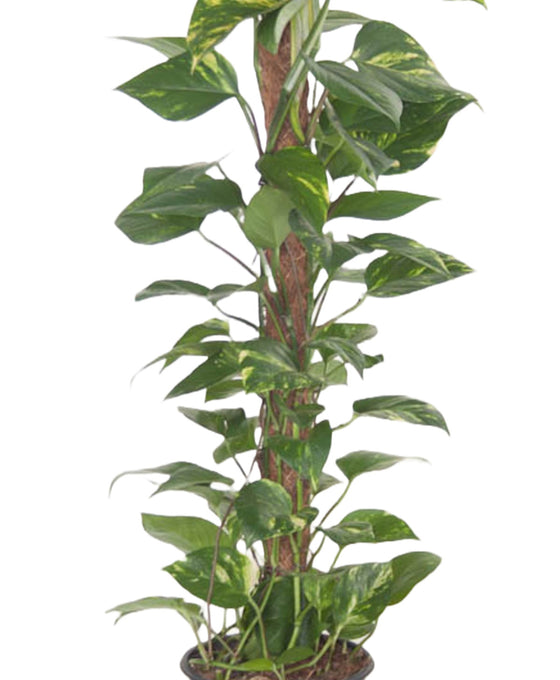 Epipremnum aureum - Devils Ivy, Pothos Image 3