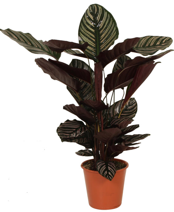 Calathea ornata Image 5