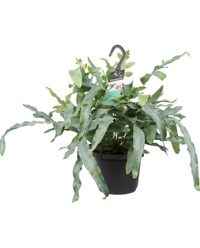 Phlebodium aureum