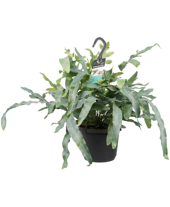 Phlebodium aureum Image 1