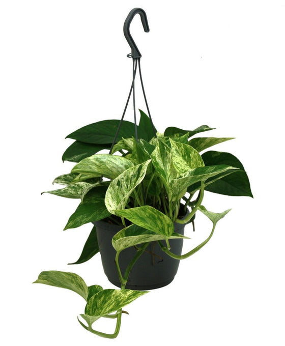 Epipremnum aureum 'Marble Queen' Image 3