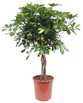 Schefflera arboricola 'Gold Capella'