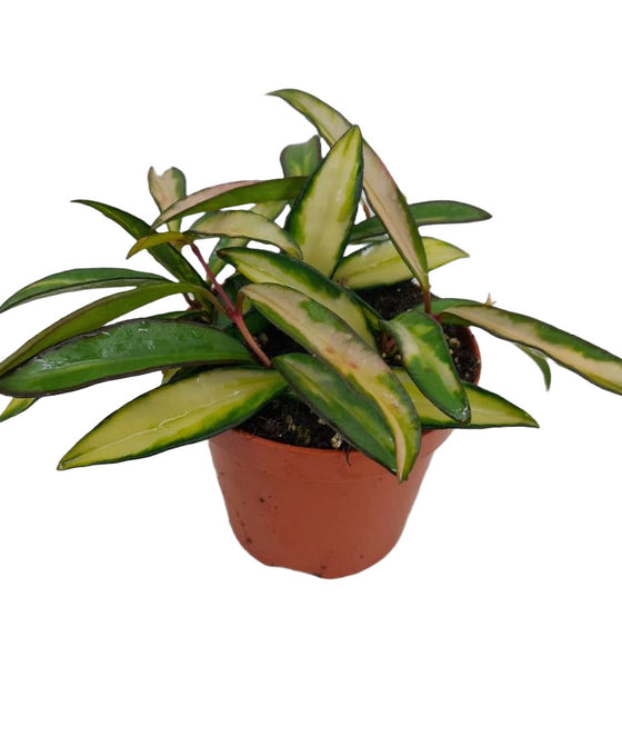 Hoya wayetii 'Variegated' Image 4