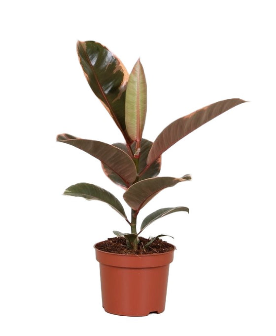 Ficus elastica Image 6