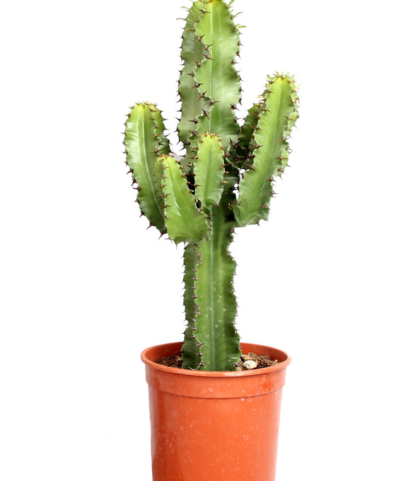 Euphorbia abyssinica Image 2