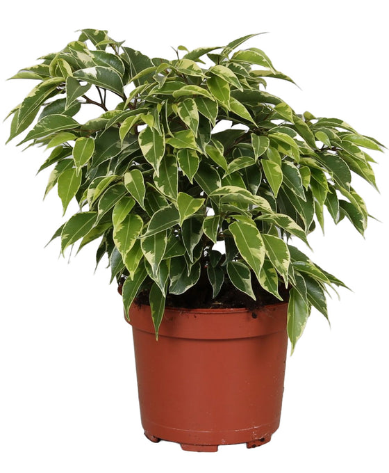 Ficus benjamina Image 2