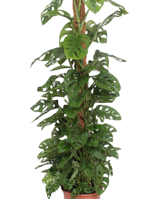 Monstera adansonii Image 3