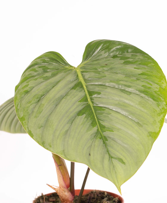 Philodendron sodiroi Image 2
