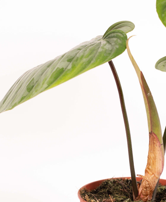 Philodendron sodiroi Image 4