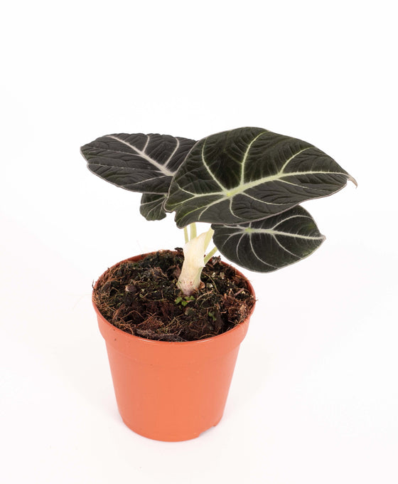 Alocasia reginula 'Black Velvet' Image 2