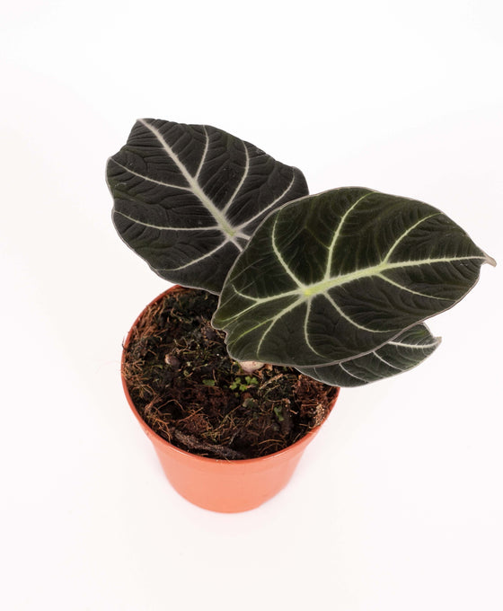 Alocasia reginula 'Black Velvet' Image 3