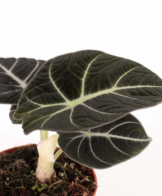 Alocasia reginula 'Black Velvet' Image 4