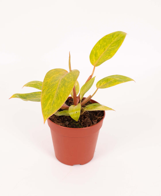 Philodendron ‘Painted Lady’ Image 2