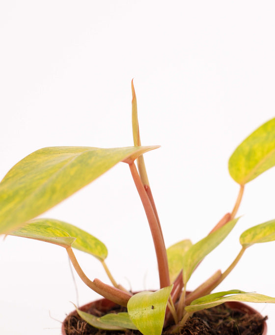 Philodendron ‘Painted Lady’ Image 5