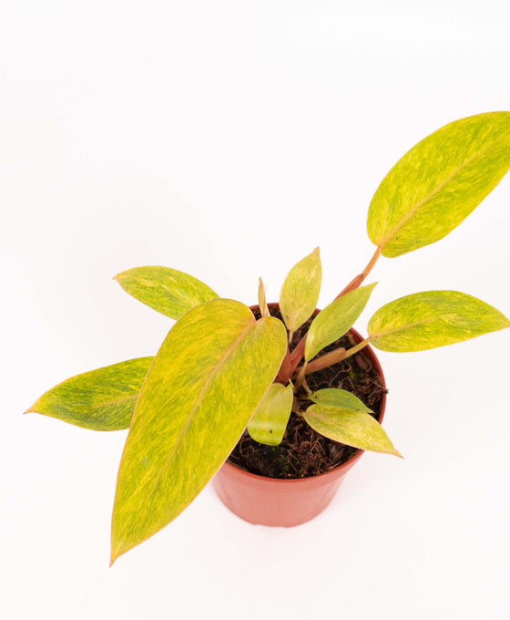 Philodendron ‘Painted Lady’ Image 6