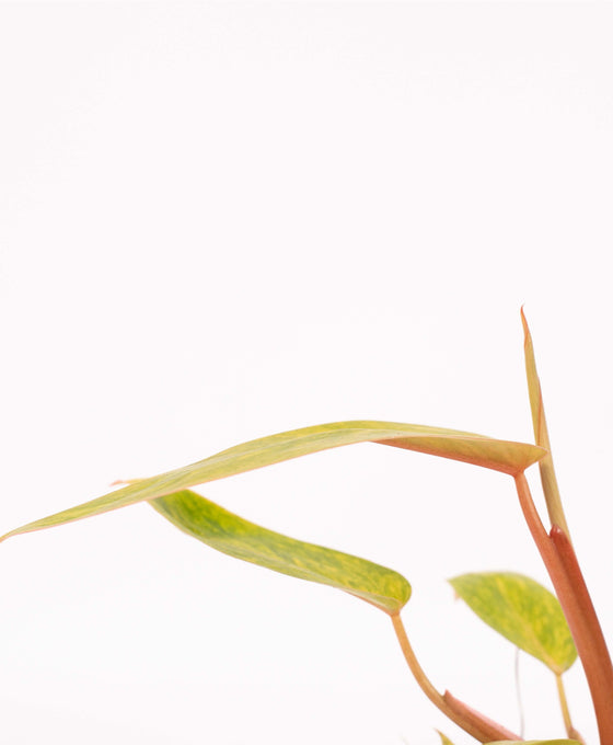 Philodendron ‘Painted Lady’ Image 7