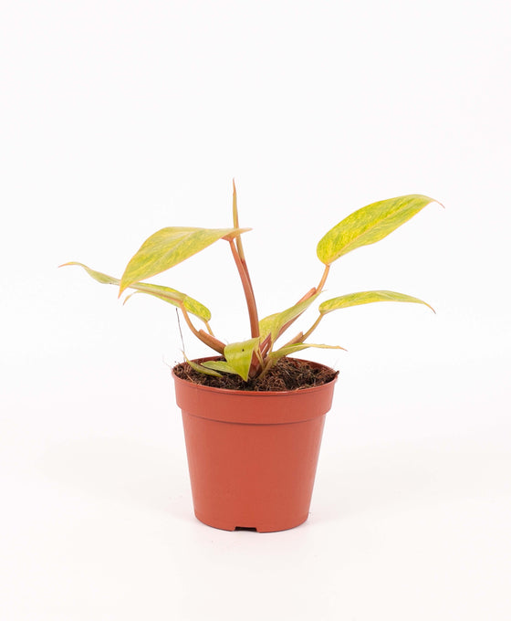 Philodendron ‘Painted Lady’ Image 8