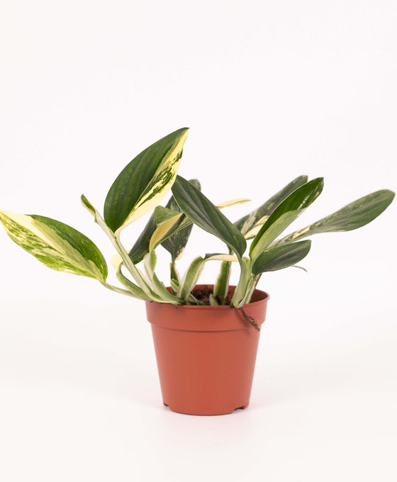 Monstera standleyana 'Aurea Variegated' Image 3