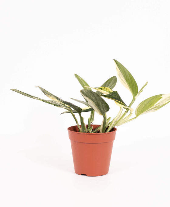 Monstera standleyana 'Aurea Variegated' Image 4
