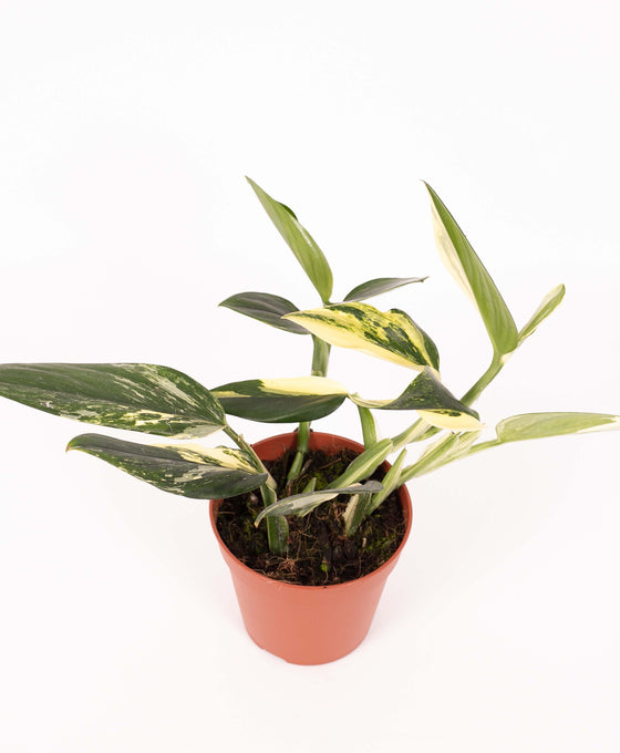 Monstera standleyana 'Aurea Variegated' Image 5