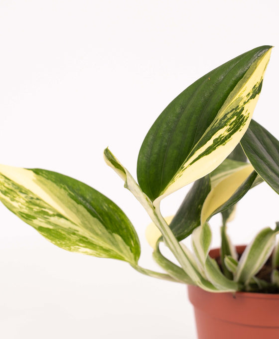 Monstera standleyana 'Aurea Variegated' Image 2