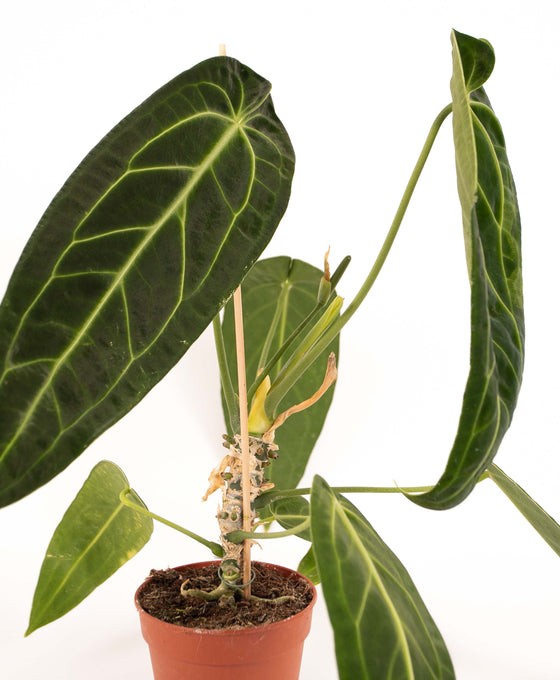 Anthurium warocqueanum Image 4
