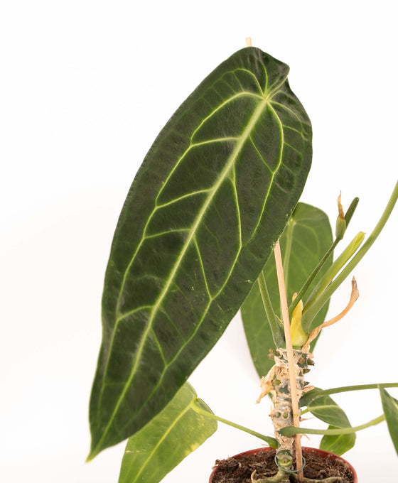 Anthurium warocqueanum Image 5