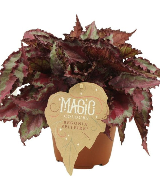 Begonia Magic Colours Image 4