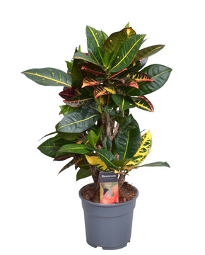 Codiaeum variegatum var. ‘Petra’