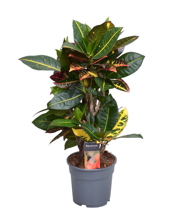 Codiaeum variegatum var. ‘Petra’ Image 1